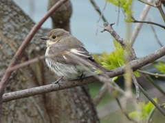 Ficedula hypoleuca