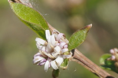 Myripnois dioica