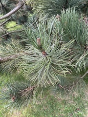 Pinus nigra