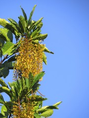 Lophanthera lactescens