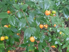 Wikstroemia nutans