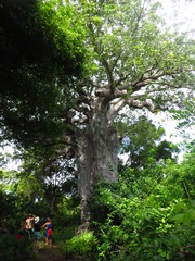 Adansonia