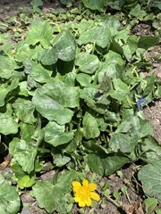 Ficaria verna