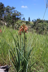 Aloe cooperi