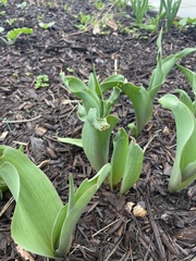 Tulipa