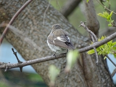Ficedula hypoleuca