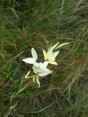 Hesperantha lactea