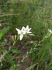 Hesperantha lactea