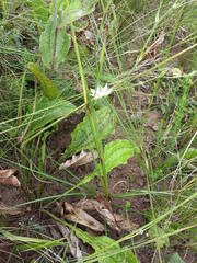 Hesperantha lactea