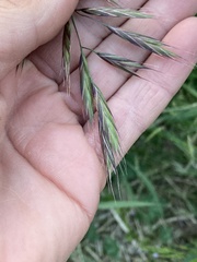 Bromus sitchensis