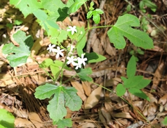 Cnidoscolus stimulosus