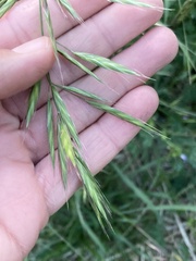 Bromus sitchensis