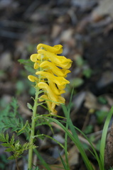 Corydalis speciosa