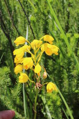 Eulophia odontoglossa