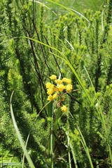 Eulophia odontoglossa