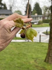Platanus occidentalis