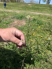 Capsella bursa-pastoris