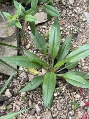Salvia pentstemonoides