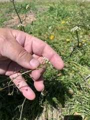 Capsella bursa-pastoris