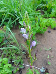 Eulophia hians hians