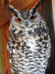 Bubo capensis