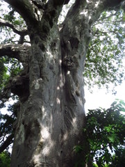 Adansonia