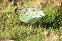 Protogoniomorpha parhassus