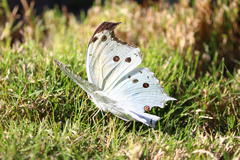 Protogoniomorpha parhassus