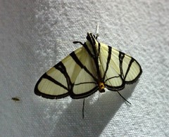 Conchylodes nolckenialis