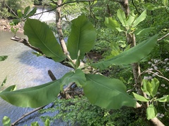 Magnolia macrophylla