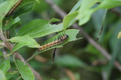 Acraea encedon encedon