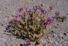 Cistanthe salsoloides