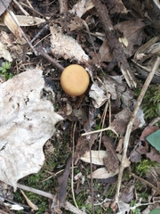 Kuehneromyces marginellus