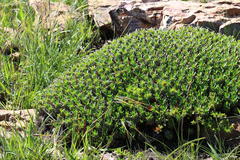 Euphorbia pulvinata