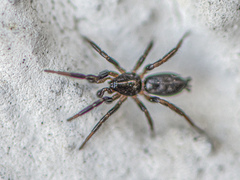 Drassyllus