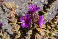 Cistanthe salsoloides
