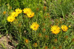 Berkheya insignis