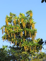 Lophanthera lactescens