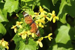 Acraea encedon encedon