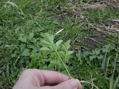 Chaerophyllum aromaticum