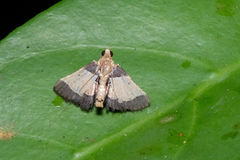 Zitha tripartalis