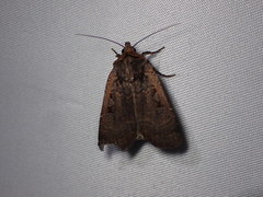 Parabagrotis