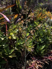 Prosthechea michuacana