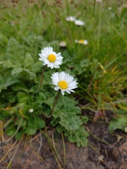 Bellis perennis