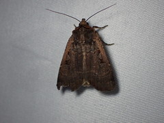 Parabagrotis