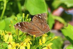Junonia natalica natalica
