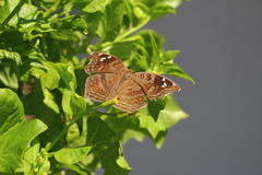 Junonia natalica natalica