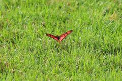 Acraea petraea