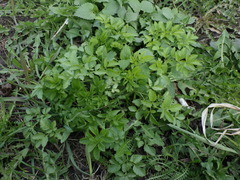 Chaerophyllum aromaticum