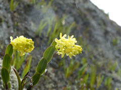 Epidendrum zipaquiranum